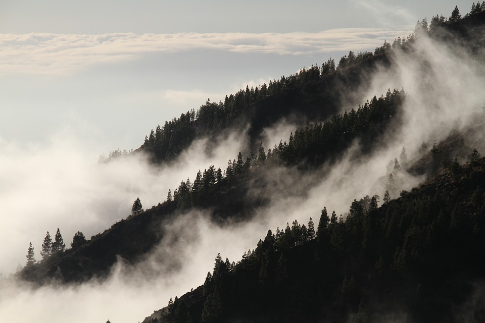 Forest fog