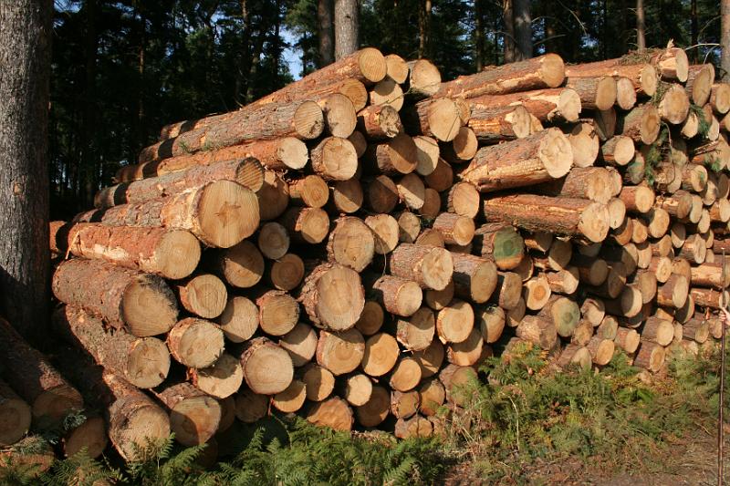 Logs pile