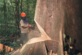 Brazil-logging-170.jpg 