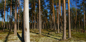 Latvian forest