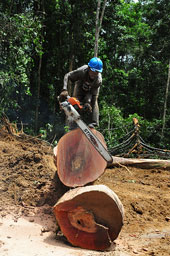 Logging-170.jpg 