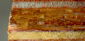 Plywood close-up