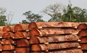 advantages and disadvantages of illegal logging
